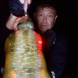 アオリイカ