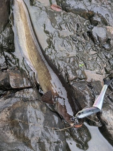 ナマズの釣果