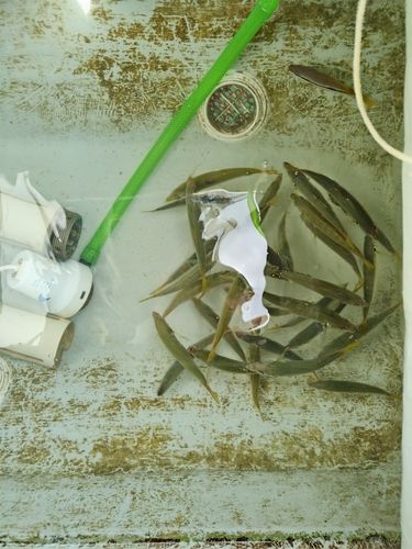 タイの釣果