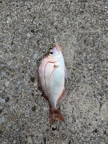 タイの釣果