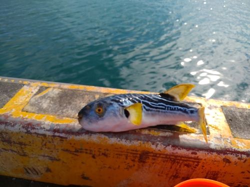 シマフグの釣果