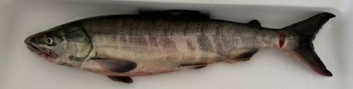 アキアジの釣果