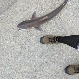 サメ