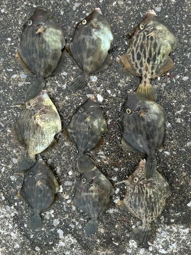 カワハギの釣果