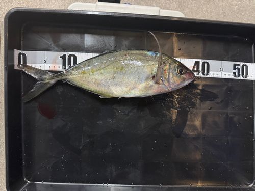 シマアジの釣果