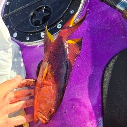 ナガジューミーバイ