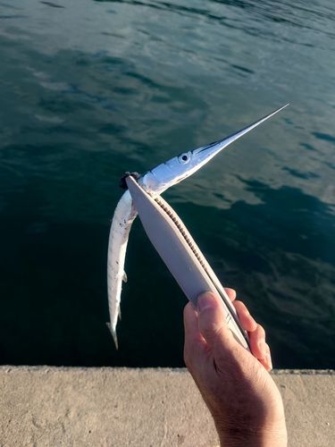 ダツの釣果