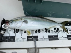 イナダの釣果