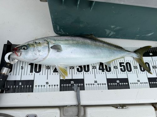 イナダの釣果