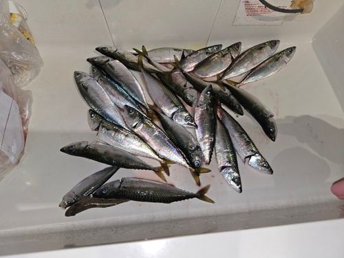 サバの釣果