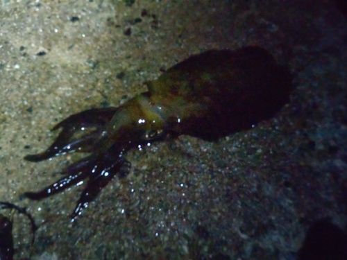 伊勢湾