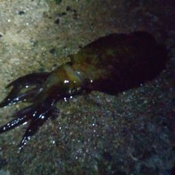 アオリイカ