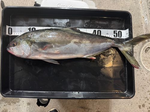 ヒラマサの釣果