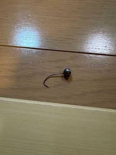 タイの釣果