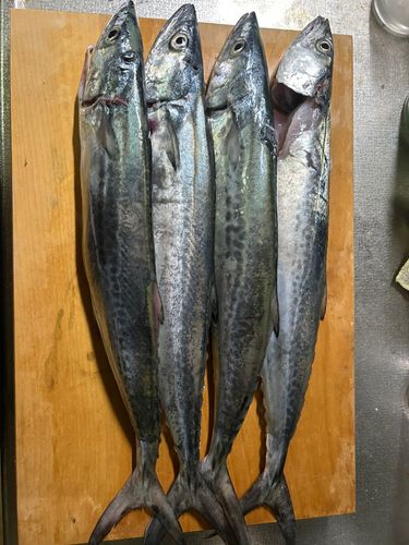 サゴシの釣果