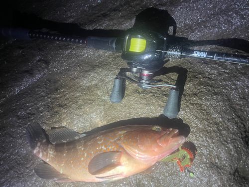 キジハタの釣果