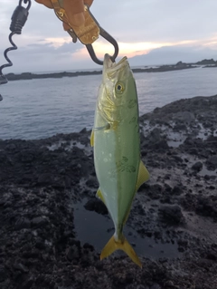 フクラギの釣果