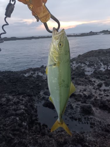 フクラギの釣果