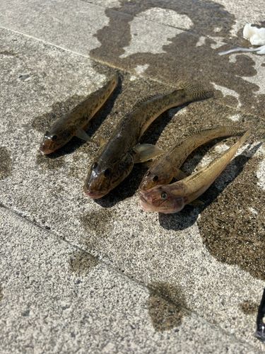 ハゼの釣果
