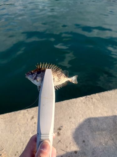 アイゴの釣果
