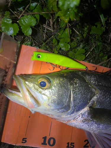 スズキの釣果