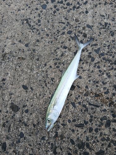 サゴシの釣果