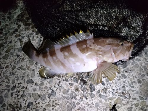 クエの釣果