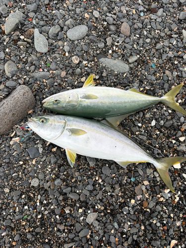 ヤズの釣果