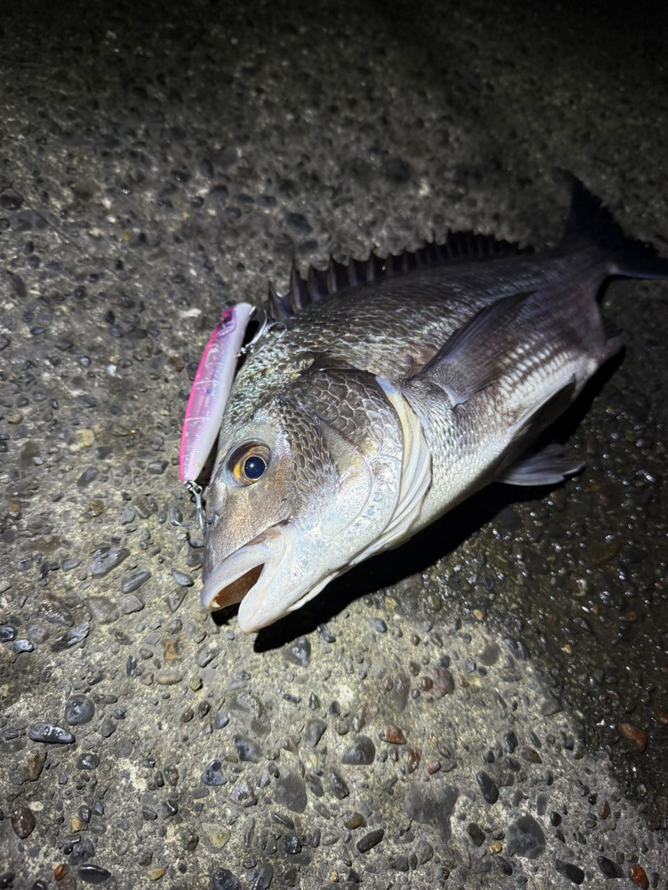 クロダイ