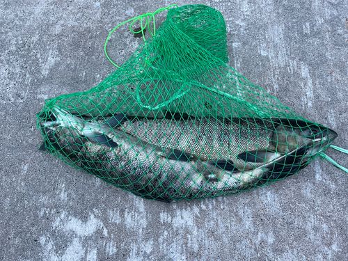 アキアジの釣果