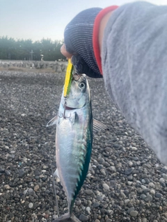 スマガツオの釣果