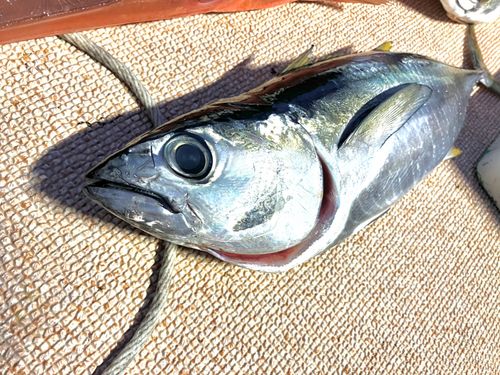 キハダマグロの釣果