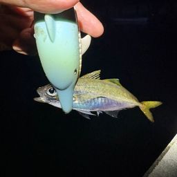 アジ