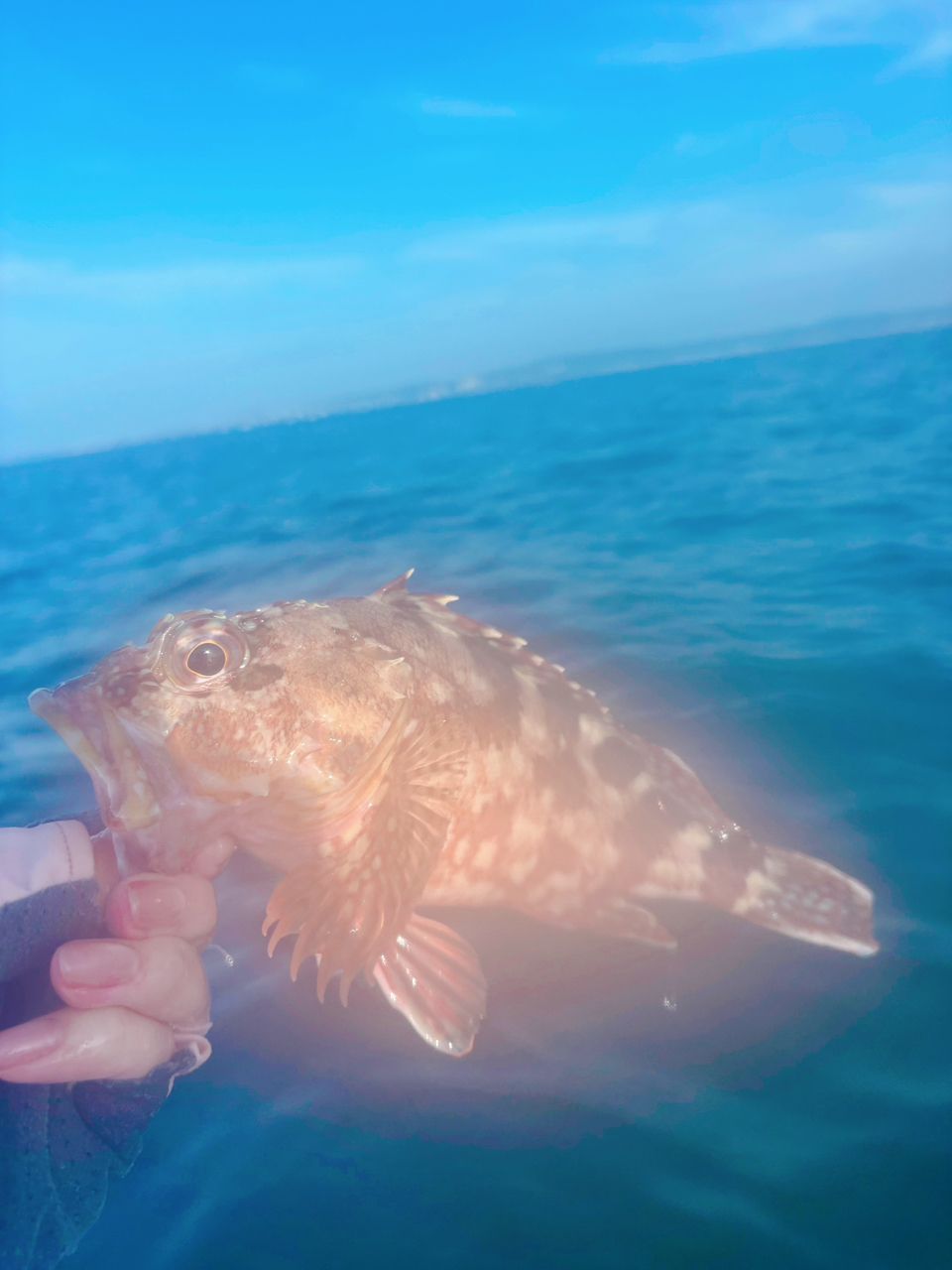 サバ