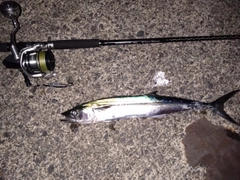 サゴシの釣果