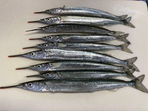 サヨリの釣果