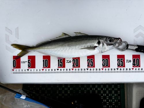 マアジの釣果