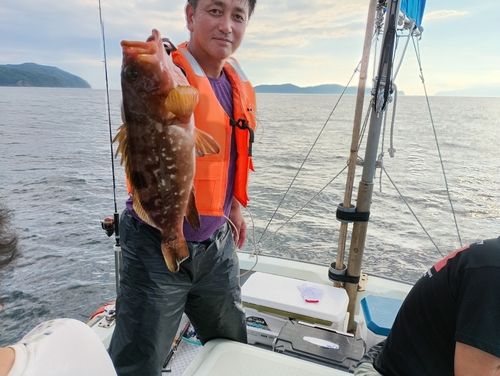 マハタの釣果
