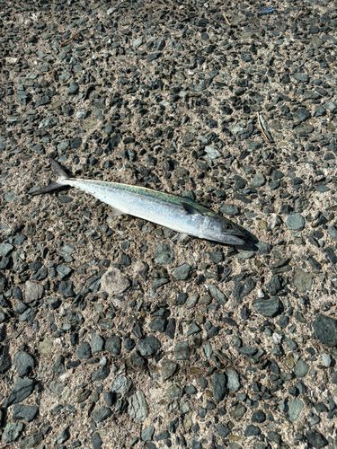 サゴシの釣果
