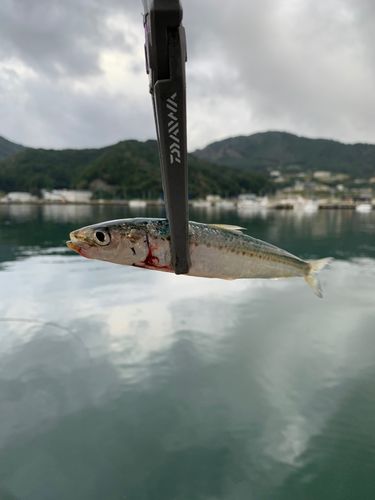 イワシの釣果