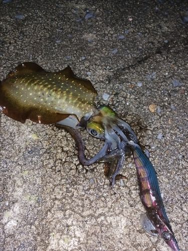 アオリイカの釣果