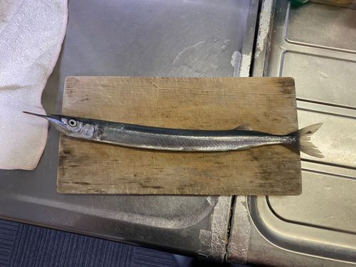 サヨリの釣果