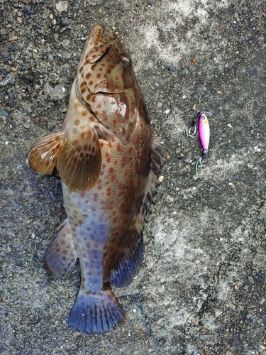 チャイロマルハタの釣果