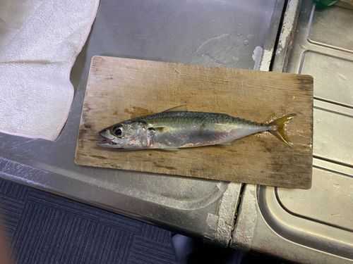 サバの釣果