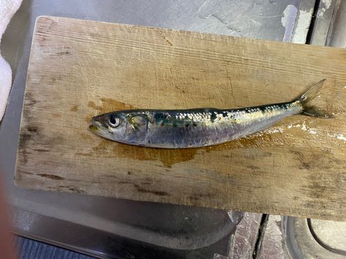 マイワシの釣果