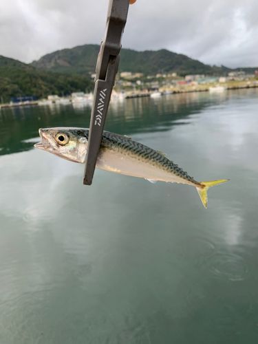 女川湾