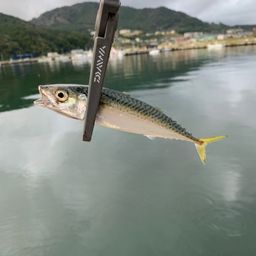 サバ