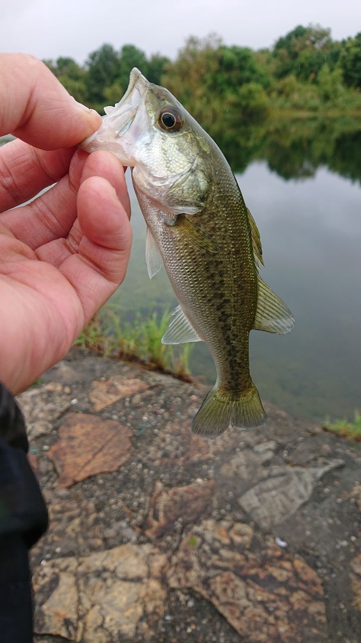 ラージマウスバス