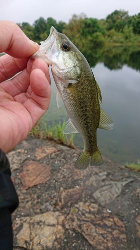 ラージマウスバスの釣果