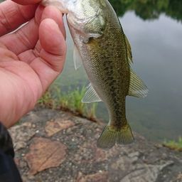 ラージマウスバス